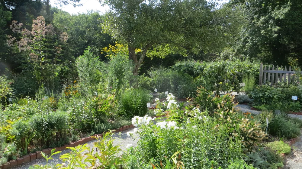 Colonial Garden at Cocumscussoc